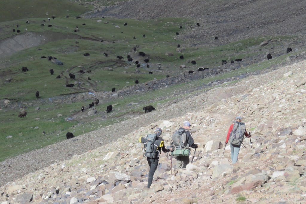 Delante el rebaño de yaks