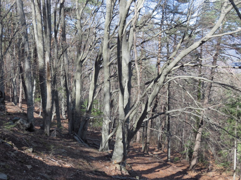 Bosques de la cara norte del Canigó