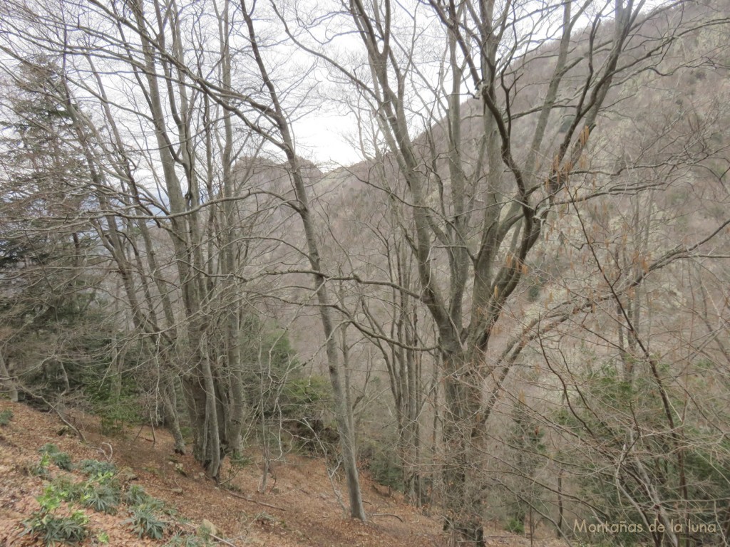 Bosques cercanos a la pista de vuelta a Mas Malet