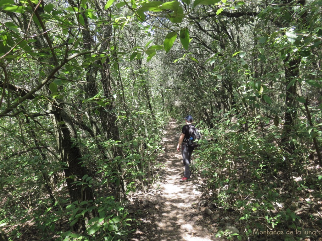 Camino del Castellsapera