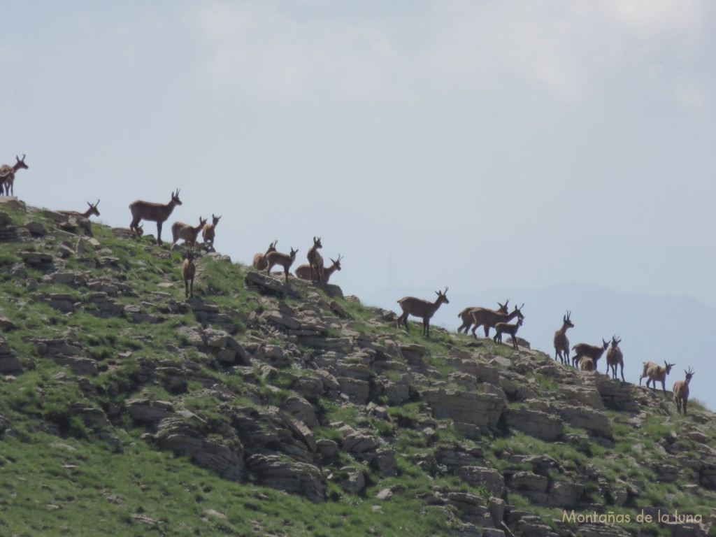 Isards en las laderas del Puigllançada