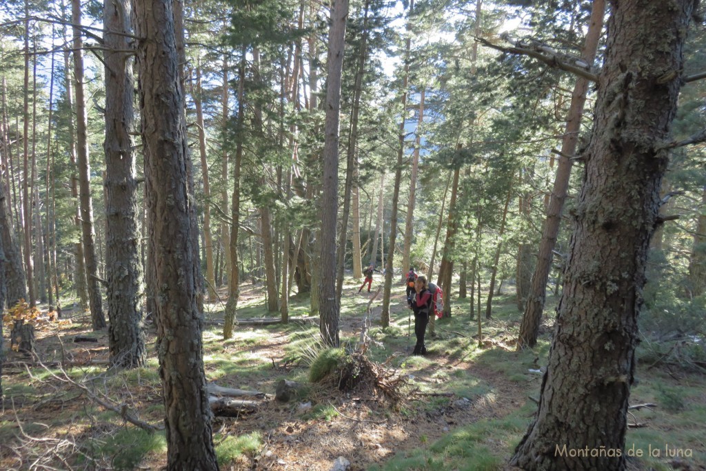 Bosques cerca del Coll de Bauma