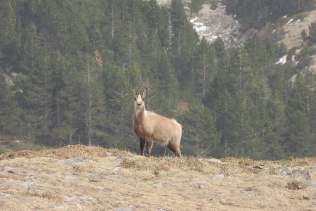 Isards en el valle de La Coma de l'Orri