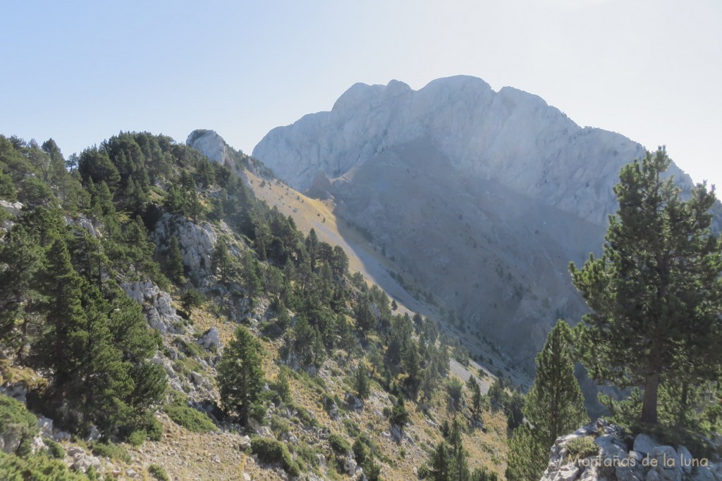 Por la crestecilla del Coll de Setfonts, delante la mole del Pollegó Superior con la Cima Norte y bajo éste la Collada del Verdet