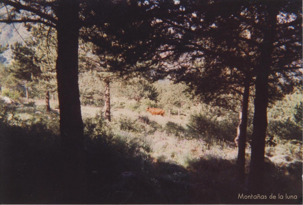 Toros y vacas cerca de donde pasamos la noche en Sierra Nevada