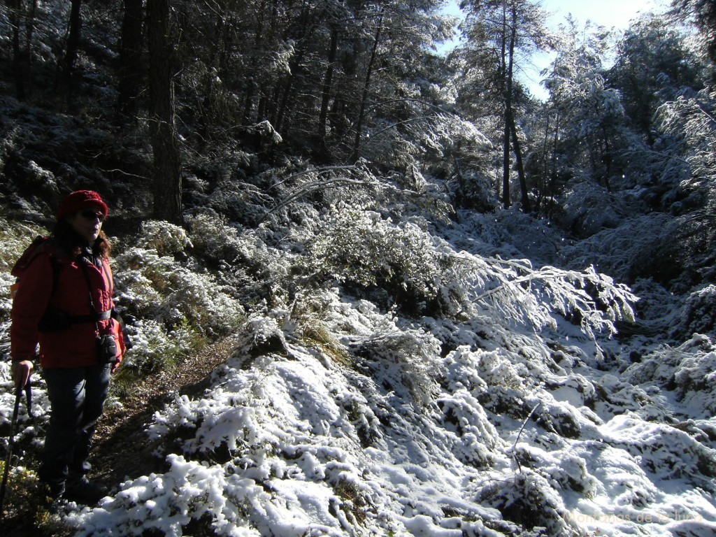 Sacri en un rincón cerca de Bañeres de Mariola, llegando a El Partidor