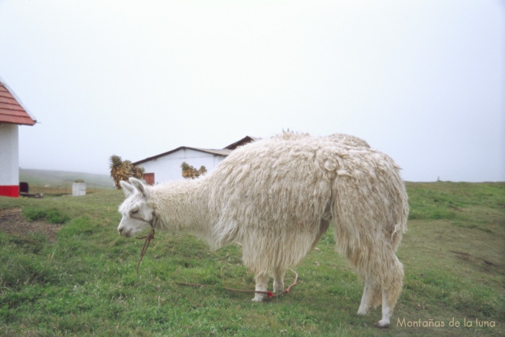 Alpaca en la Estación de Urbina