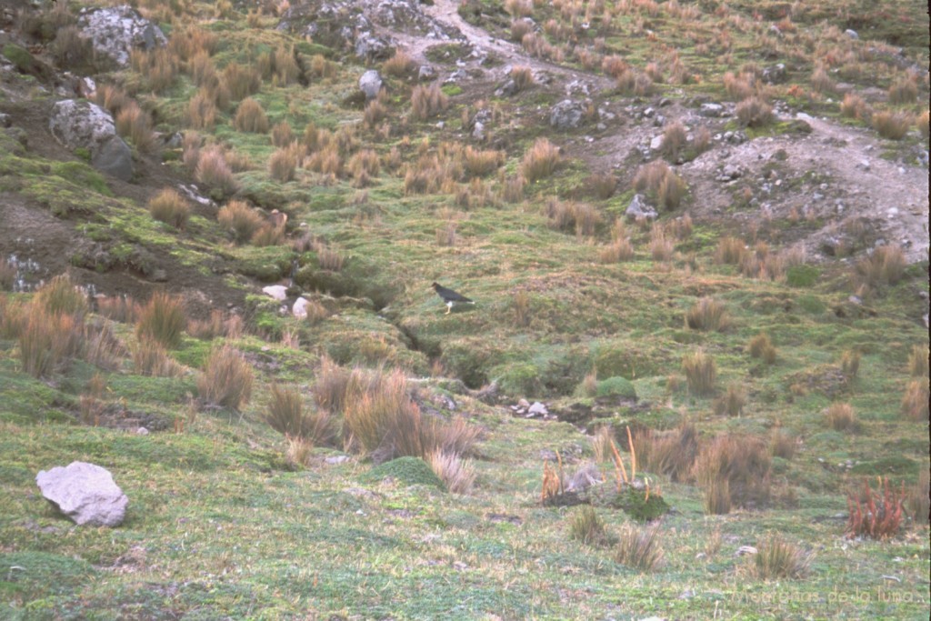 El ave “quriquinga” cerca del campo base del Carihuayrazo