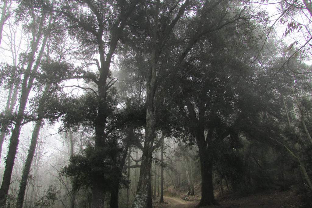 Coll de Basses, 691 mts.