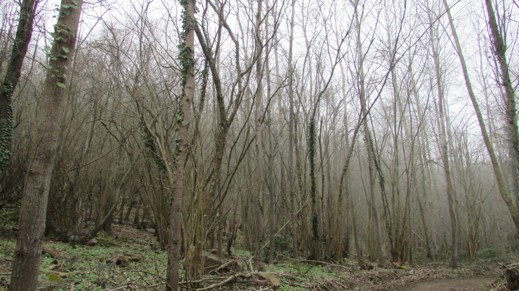 Camino de Santa María de Montnegre