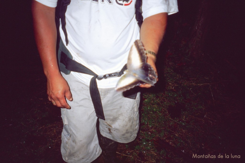 Mariposa gigante de la selva