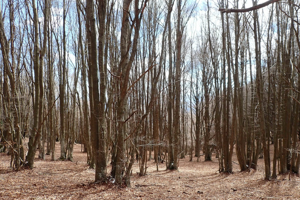 Hayedo de bajada al Coll de Sant Marçal