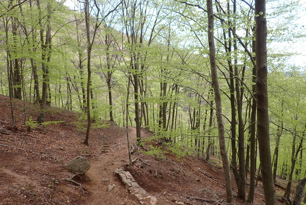 Hayedo de bajada al Coll de Sant Marçal