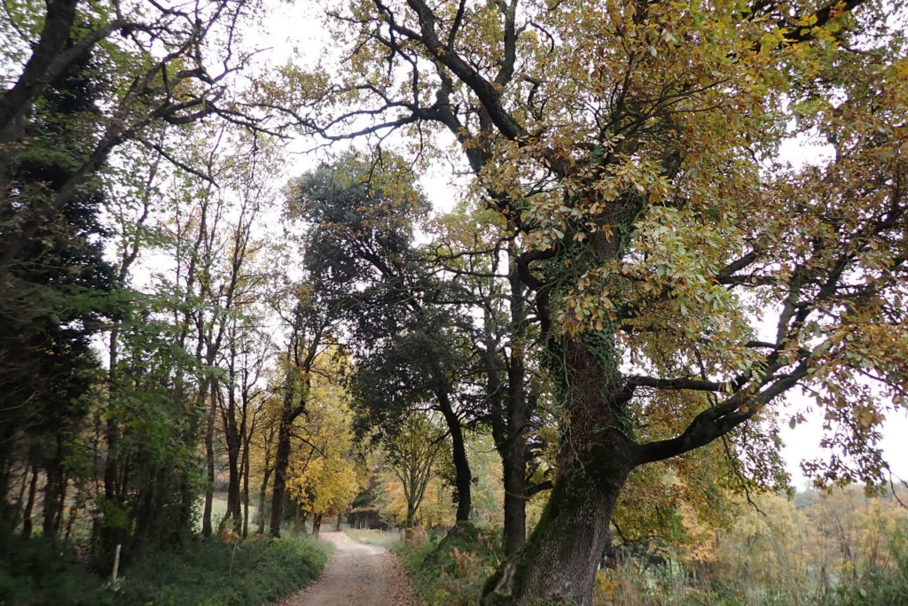 Camí Ral a Olot