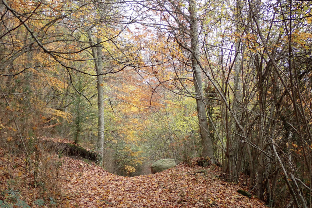 Senda camino hacia la Font de La Roca