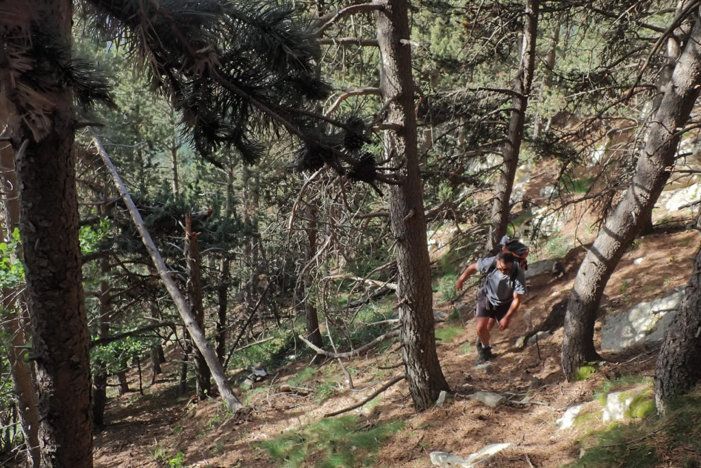 Pau subiendo por el bosque vertical