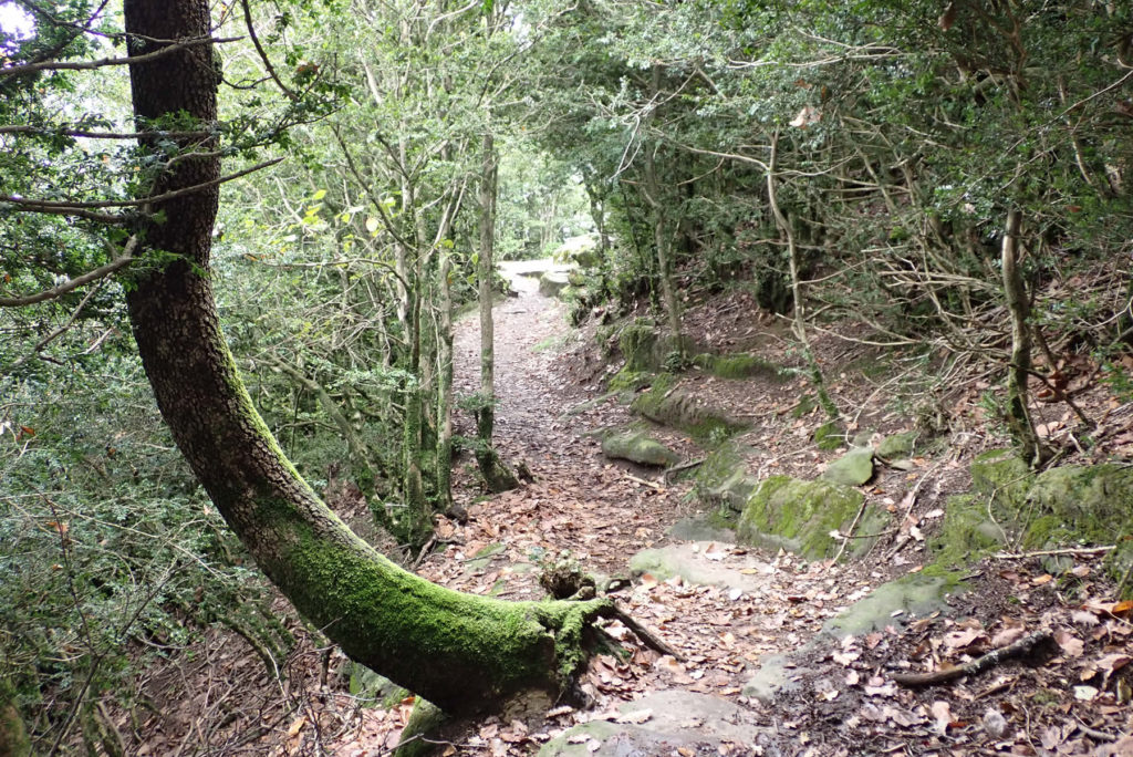 Camino del Coll de Bram